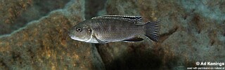 Gephyrochromis sp. 'zebroides' Chiloelo.jpg