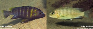Gephyrochromis sp. 'sand black-fin' Lundu.jpg