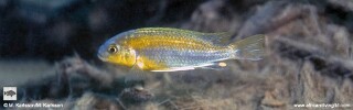 Gephyrochromis sp. &#39;yellow&#39; Mbamba Bay