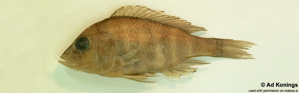 Alticorpus profundicula