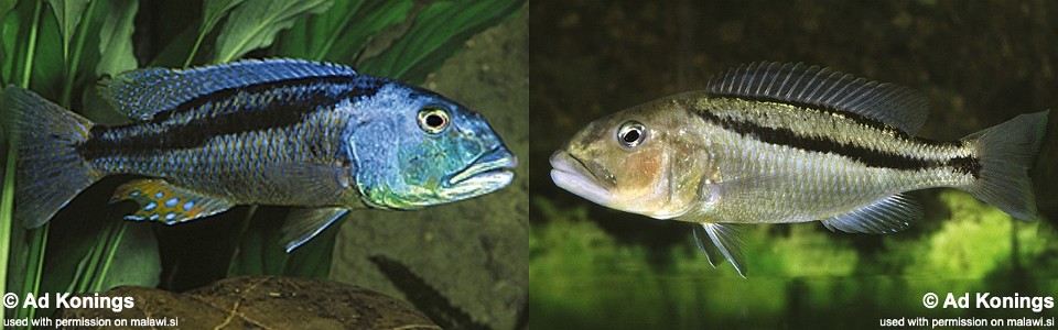 Aristochromis christyi (unknown locality)