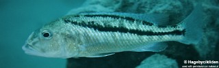 Aristochromis christyi 'Luwino Reef'.jpg