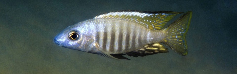 Aulonocara aquilonium 'Mdoka Reef'