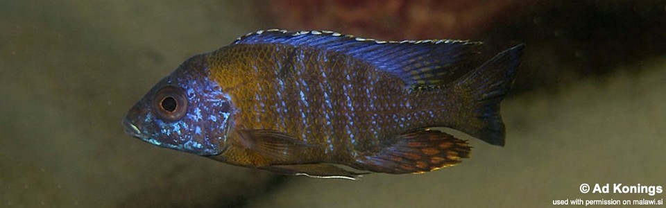 Aulonocara saulosi 'Border'