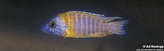 Aulonocara sp. 'stuartgranti maleri' Chidunga.jpg