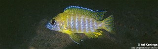 Aulonocara sp. 'stuartgranti maleri' Nakantenga Island.jpg