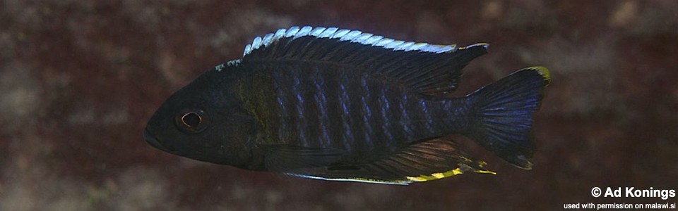 Aulonocara sp. 'yellow collar' Masasa Reef