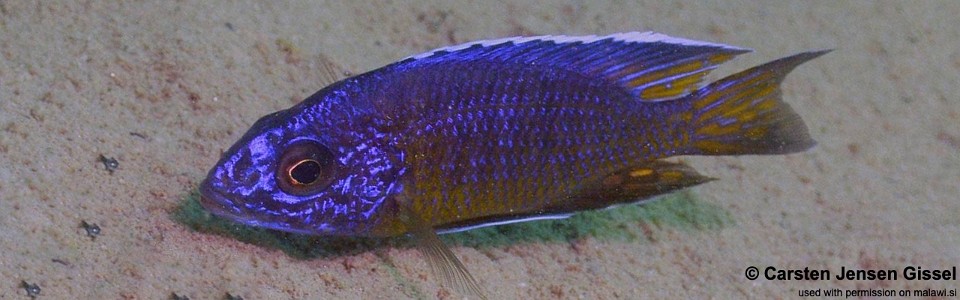 Aulonocara stuartgranti 'Nkhata Bay'