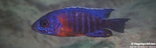 Aulonocara stuartgranti 'Nametumbwe'.jpg