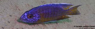 Aulonocara stuartgranti 'Nkhata Bay'.jpg