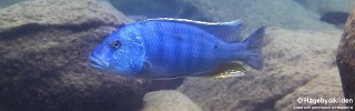 Buccochromis heterotaenia 'Ndomo Point'.jpg