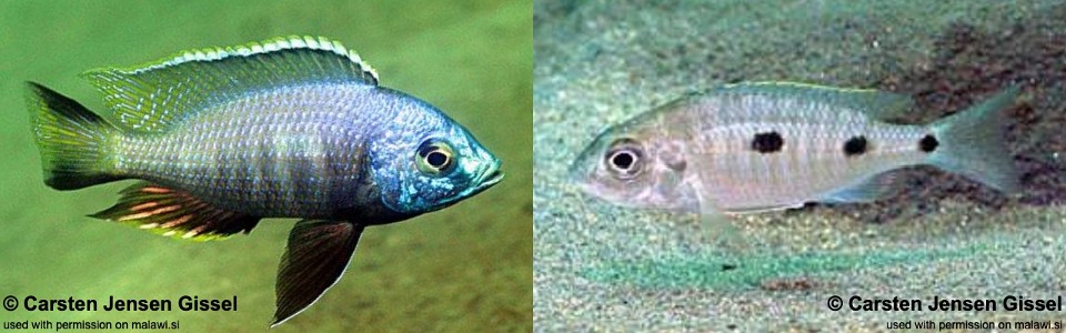 Copadichromis atripinnis 'Chiofu Bay'