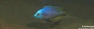 Copadichromis atripinnis.jpg