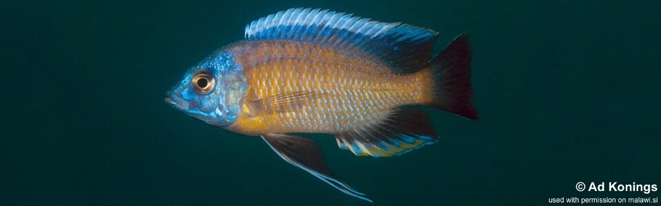 Copadichromis borleyi 'Chimwalani (Eccles) Reef'