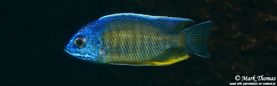 Copadichromis borleyi 'Higga Reef'