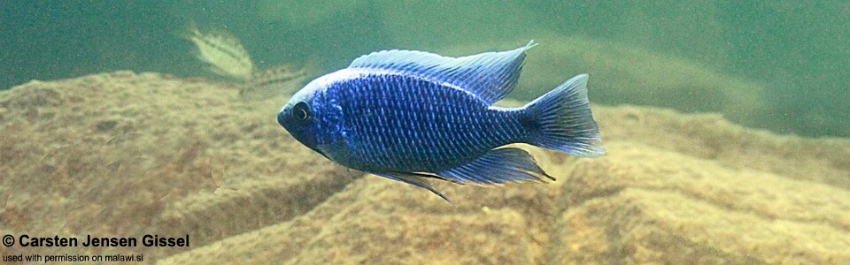 Copadichromis cyaneus 'Mitande Reef (Rocks)'