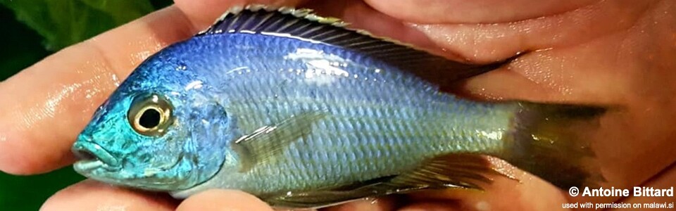 Copadichromis insularis 'Chidunga Rocks'