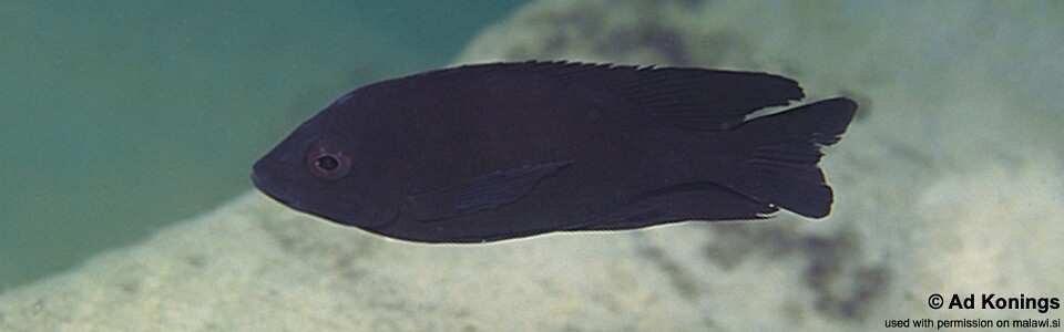 Copadichromis melas 'Mala Point'
