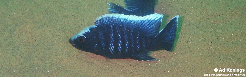 Copadichromis parvus 'Thundu'