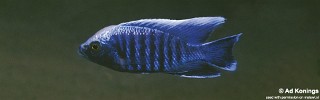 Copadichromis parvus 'Chiloelo'.jpg