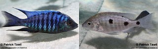 Copadichromis parvus 'Meluluca'.jpg