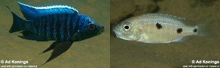 Copadichromis parvus 'Nkhungu Reef'.jpg