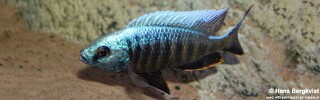 Copadichromis parvus.jpg