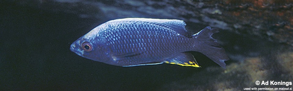 Copadichromis sp. 'cf. nkatae' Taiwanee Reef
