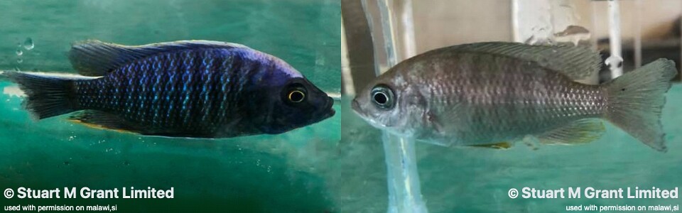 Copadichromis sp. 'kawanga no-spot' Londo Bay