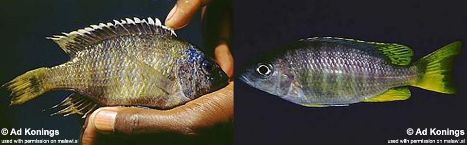 Copadichromis sp. 'taiwan yellow' Taiwanee Reef