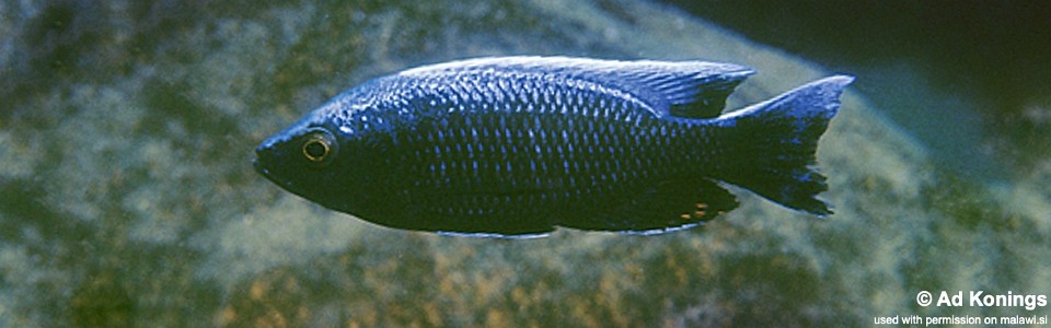 Copadichromis sp. 'virginalis chitande' Chitande Island