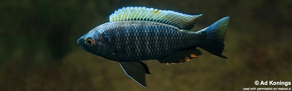 Copadichromis virginalis 'Higga Reef'