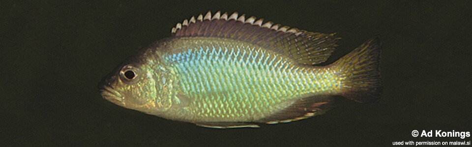 Corematodus taeniatus 'Chemwezi Rocsk'