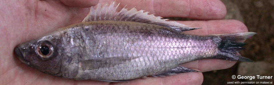 Diplotaxodon sp. 'limnothrissa blackpelvic' (unknown locality)