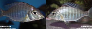 Lethrinops altus.jpg