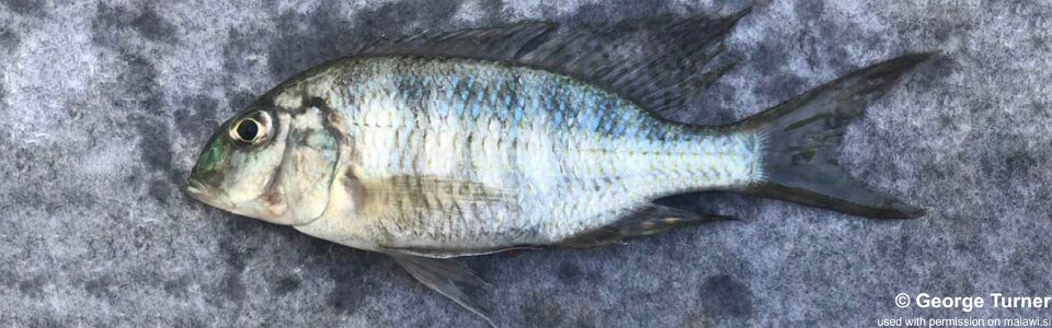 Lethrinops furcifer 'Karonga'