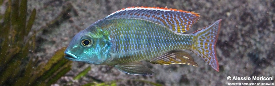 Lethrinops macrochir 'Senga Bay'