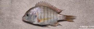 Lethrinops mylodon 'Nkhata Bay'.jpg