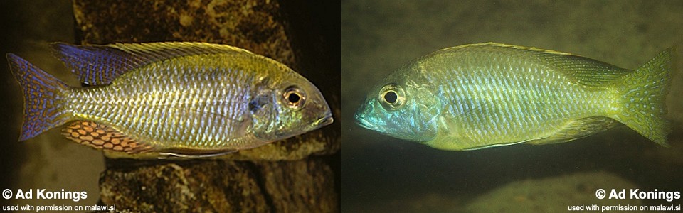 Lethrinops parvidens (unknown locality)