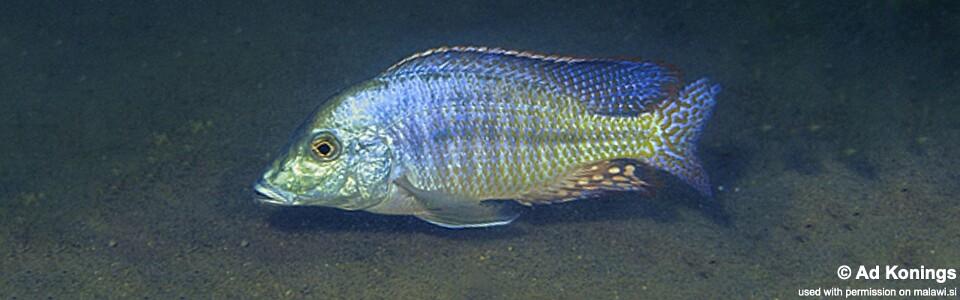 Lethrinops sp. 'longipinnis ntekete' Ntekete