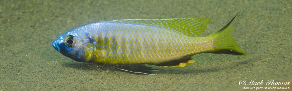 Mchenga thinos 'Mdowa'