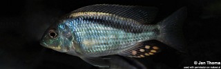 Mylochromis anaphyrmus 'Chitseko'.jpg