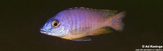 Mylochromis incola 'Nankoma Island'.jpg