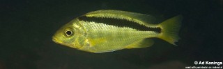 Mylochromis melanonotus 'Londo Bay'.jpg