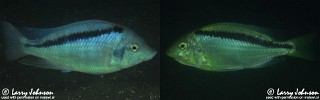 Mylochromis melanonotus 'Luwala Reef'.jpg