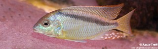 Mylochromis melanonotus.jpg