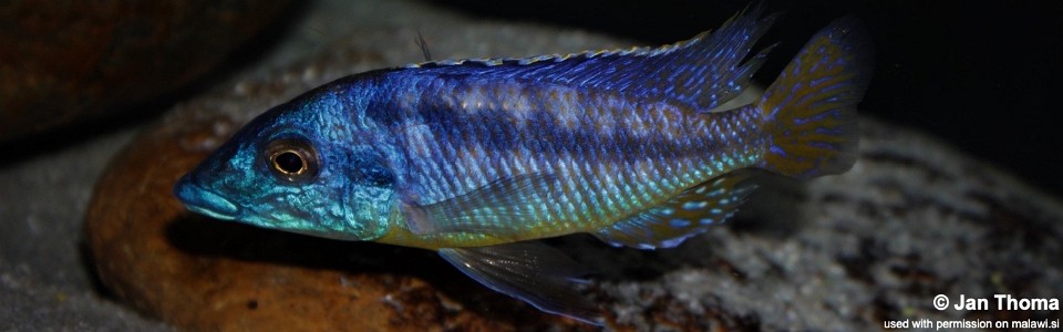 Mylochromis sp. 'mchuse' Magunga
