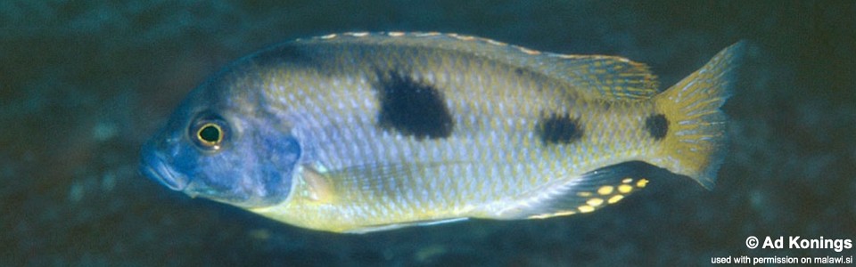 Naevochromis chrysogaster 'Taiwanee Reef'