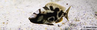 Nimbochromis livingstonii 'Chizumulu Island'.jpg