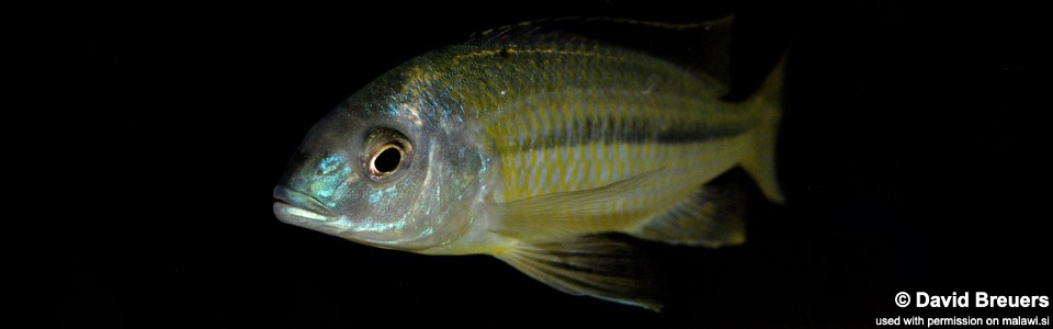 Nyassachromis nigritaeniatus 'Chipoka'